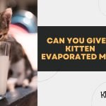 Can You Give a Kitten Evaporated Milk