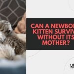 Can a Newborn Kitten Survive Without Its Mother