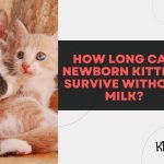 How Long Can Newborn Kittens Survive Without Milk