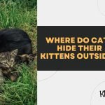 Where Do Cats Hide Their Kittens Outside