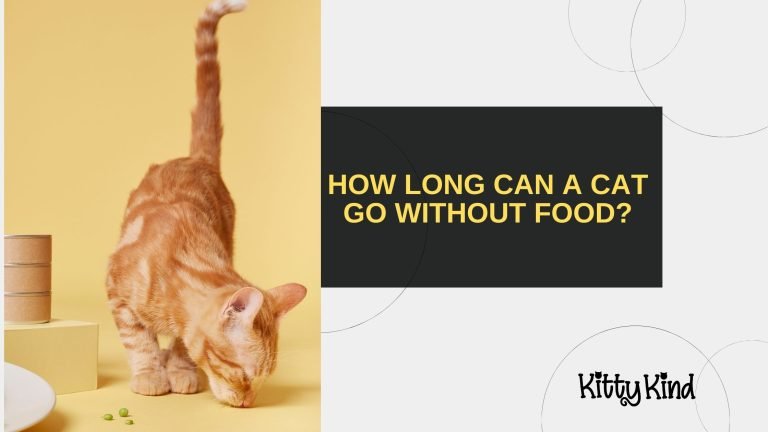 How Long Can a Cat Go Without Food