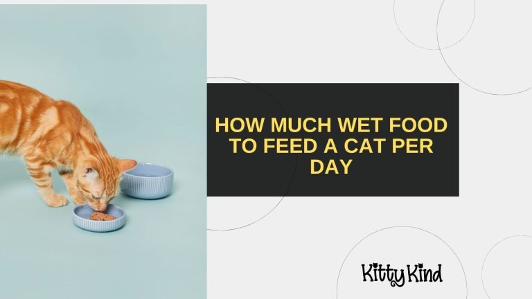How Much Wet Food to Feed a Cat Per Day