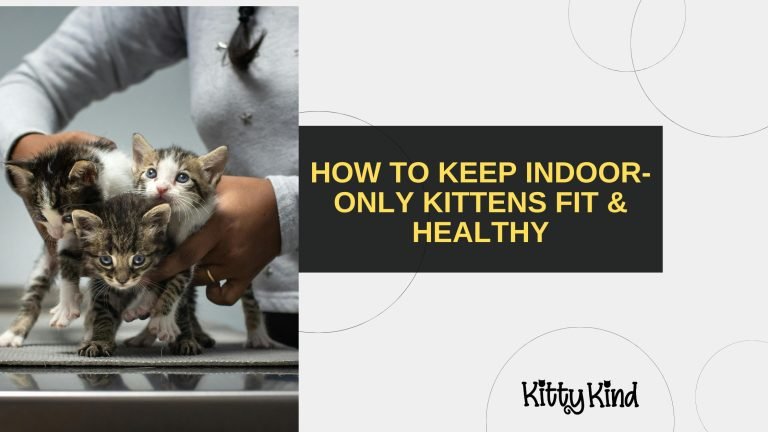 How to Keep Indoor-Only Kittens Fit & Healthy