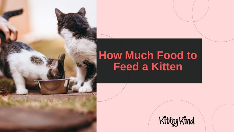 How Much Food to Feed a Kitten
