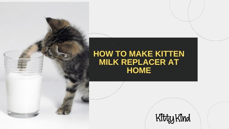 How to Make Kitten Milk Replacer at Home