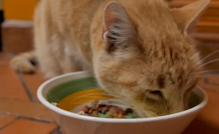 Nutritious Kitten Food