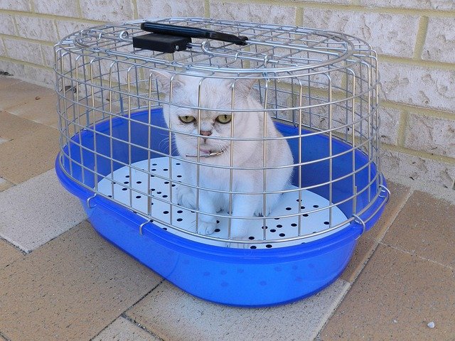 Safe Carriers & Travel Gear