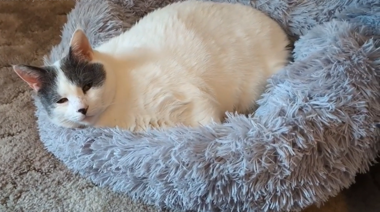 Soft & Snuggly Beds