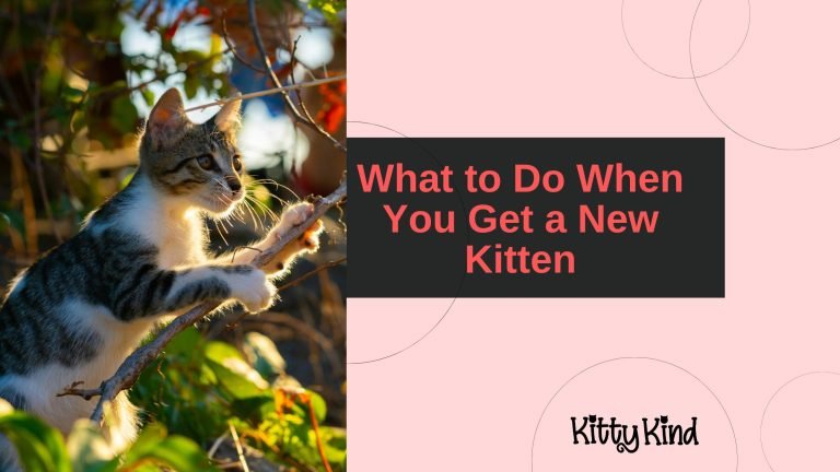 What to Do When You Get a New Kitten