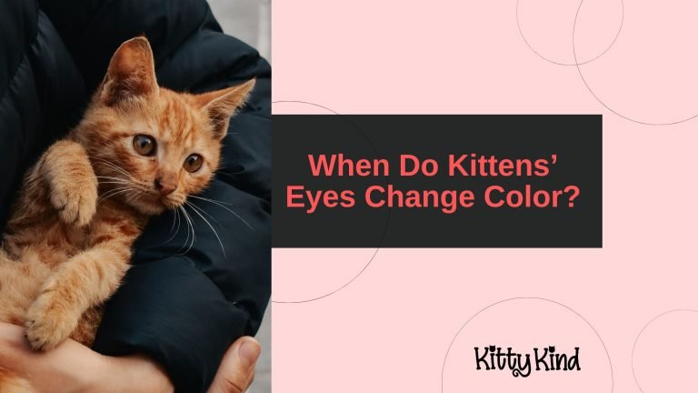 When Do Kittens’ Eyes Change Color