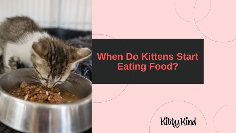 When Do Kittens Start Eating Food