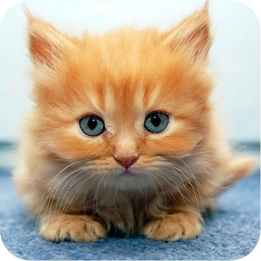 Cat WallpapersCat Wallpapers