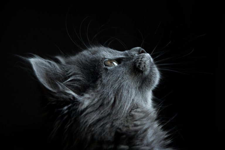 Cute Kitten Pictures for Phone Wallpaper