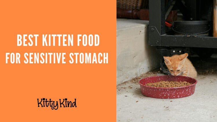 Kitten Food