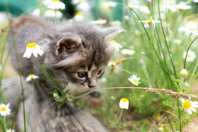 Kitten Photography