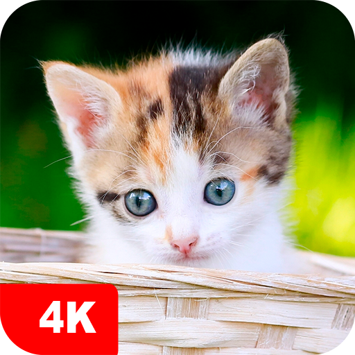 Kitten Wallpapers and Backgrounds apps 4kKitten Wallpapers