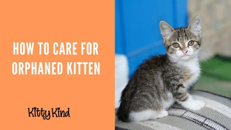 Orphaned Kitten