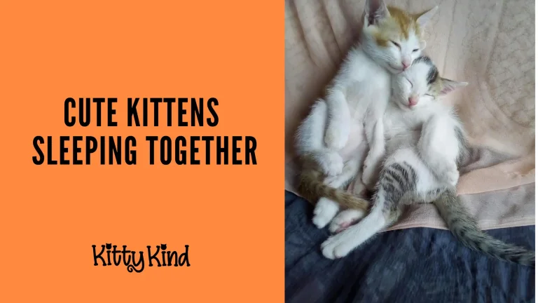 Cute Kittens Sleeping Together