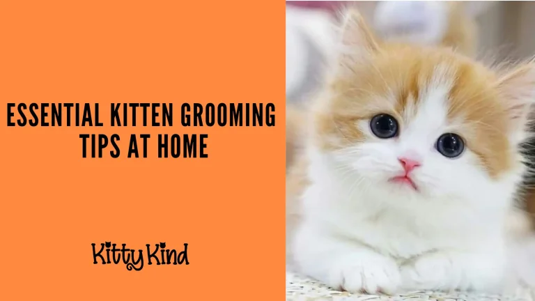 Essential Kitten Grooming Tips at Home