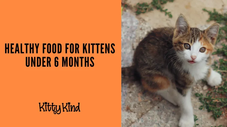 Food for Kittens