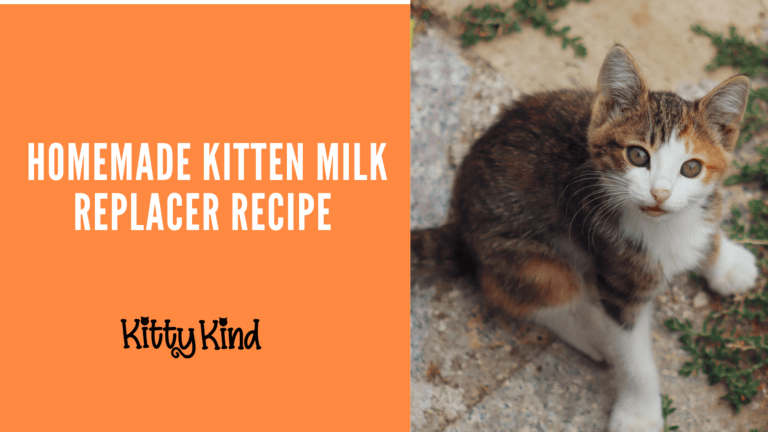 Homemade Kitten Milk Replacer Recipe