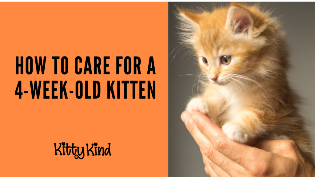 How to Care for a 4 Week Old Kitten - Kitty Kinds