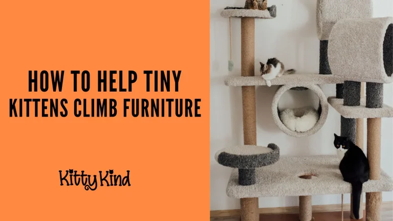 How to Help Tiny Kittens Climb Furniture