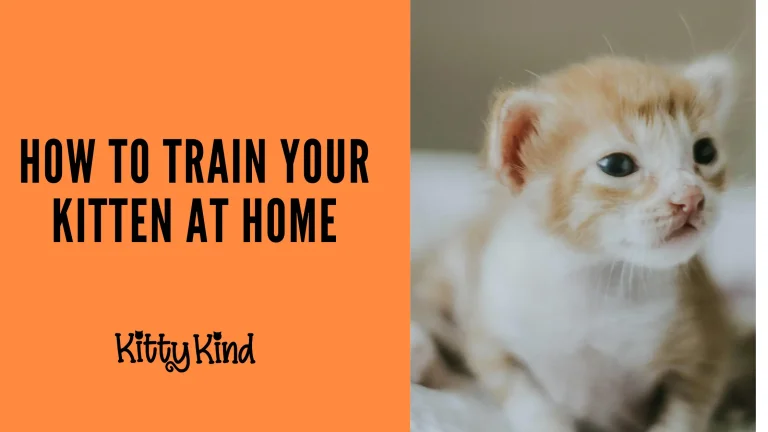 How to Train Your Kitten at Home