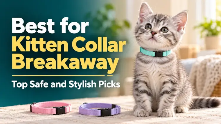 Kitten Collar Breakaway