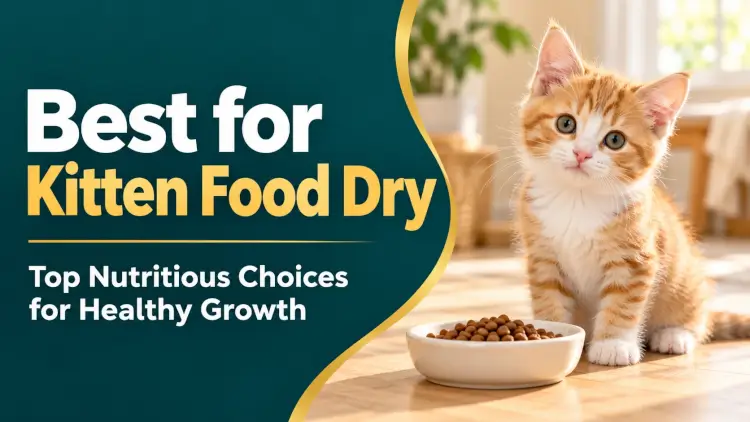 Kitten Dry Food