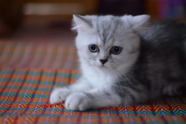 Kitten Litter Mat