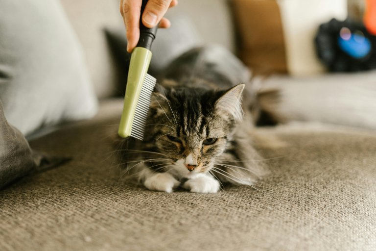 Kitten Soft Brush