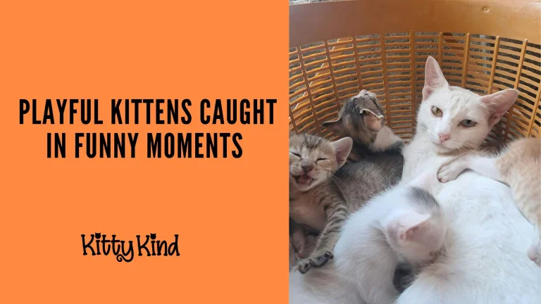 Playful Kittens