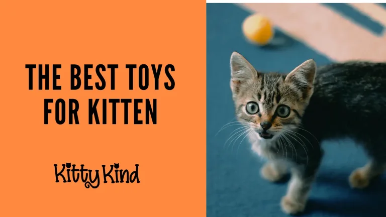The Best Toys for kitten