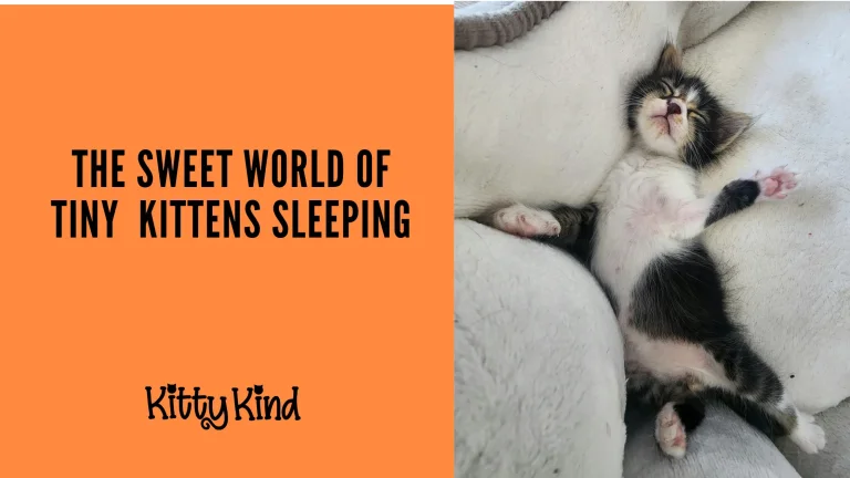 The Sweet World of Tiny Kittens Sleeping