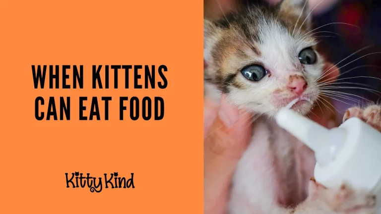 When Kittens Can Eat Food