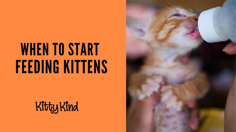 When to Start Feeding Kittens
