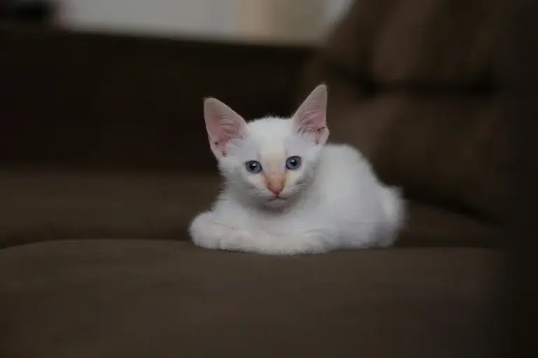 Cat Room Ideas
