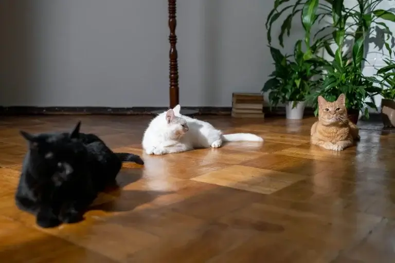 Cat Room Ideas