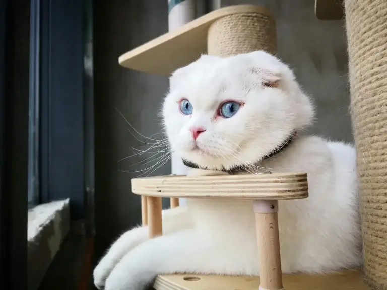 Cat Tree House