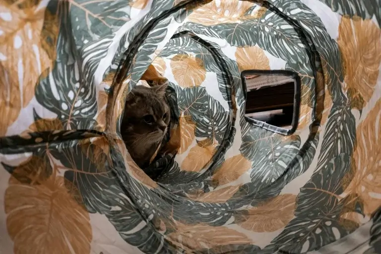 Cat Tunnel Indoor Playground