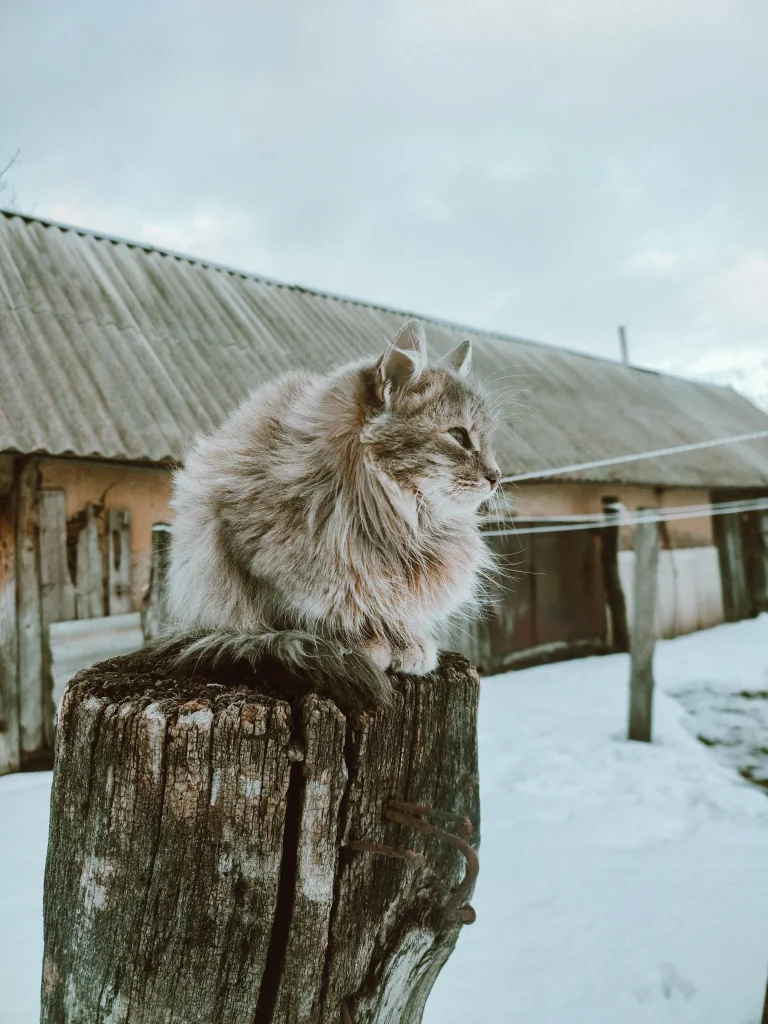 DIY Outdoor Winter Wood Cat House