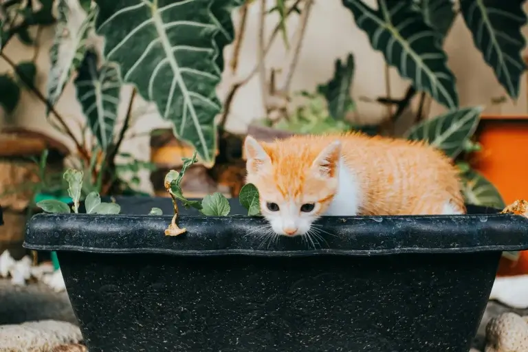 Indoor Cat Garden Ideas with Fountain