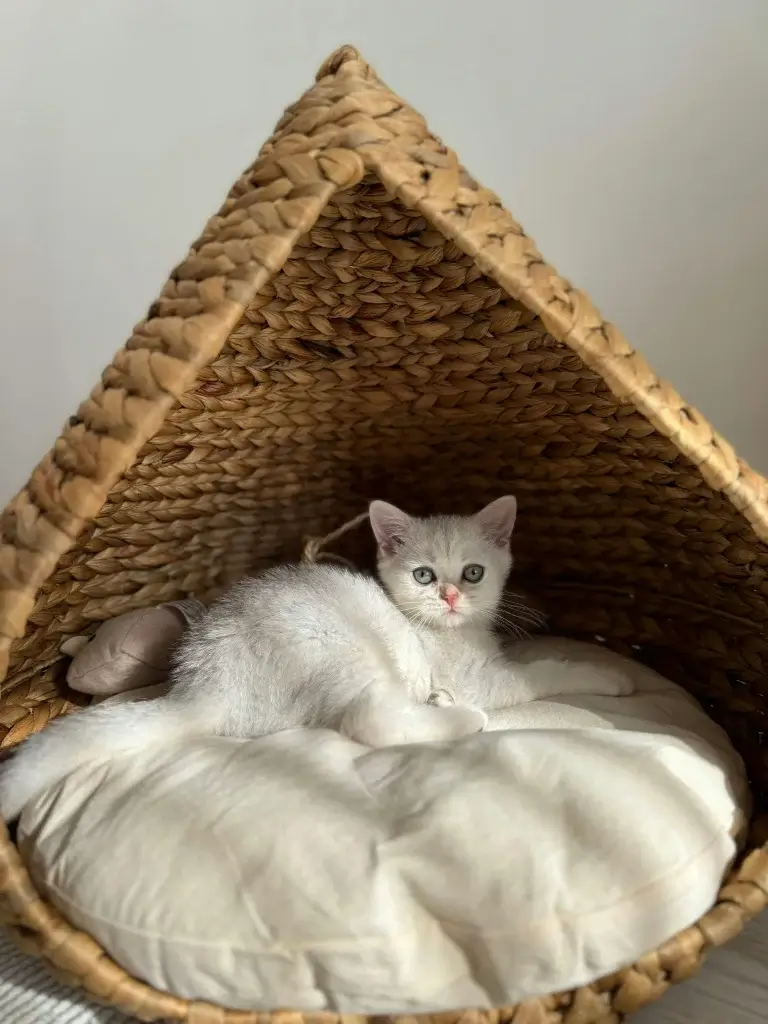 Indoor Cat House