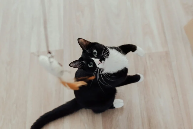 How to Make Kitten Toys
