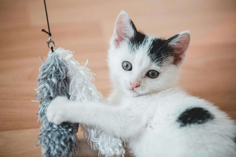 Kittens Playing Videos