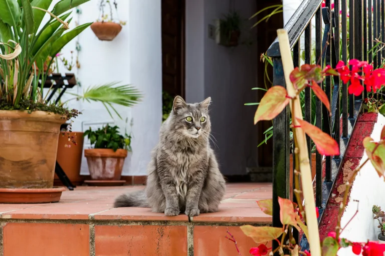 Outdoor Cat Room