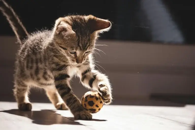 Toy Ball Cat