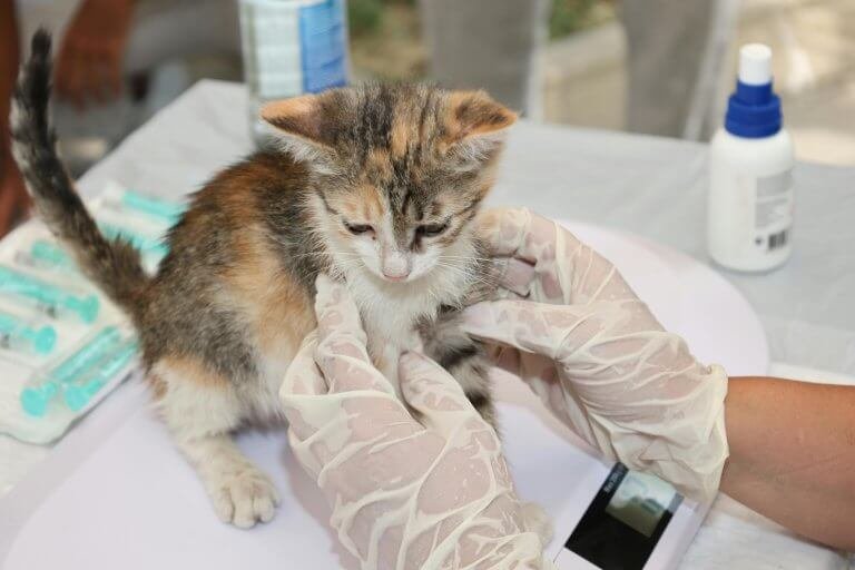 Kitten First Vet