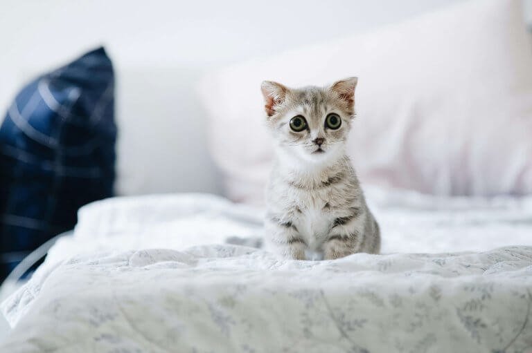Kitten Water Fountain